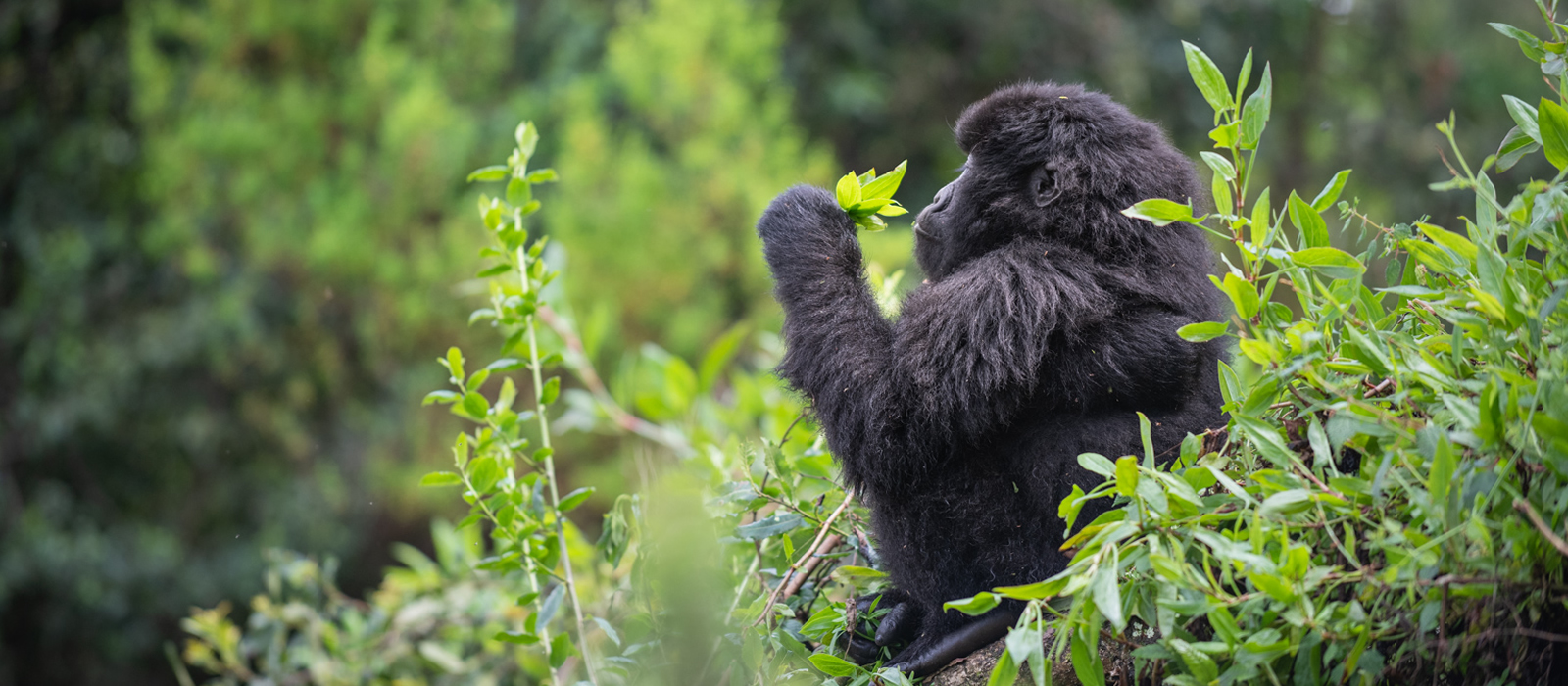 Bwindi Impenetrable National Park Discovery Journeys