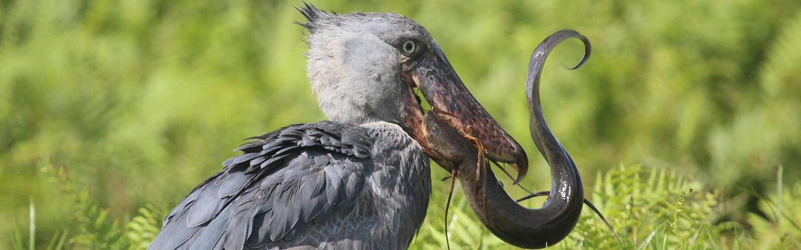 Uganda Birding safari