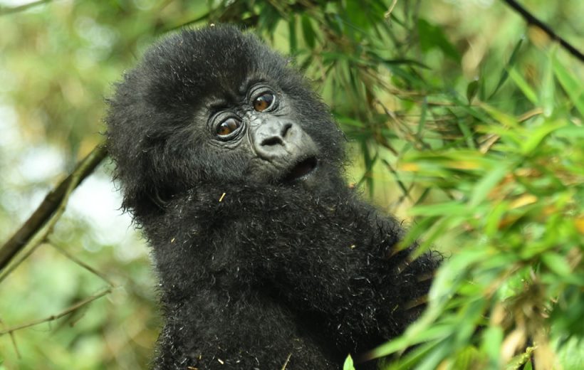 4-Day Gorillas and Wildlife Tour