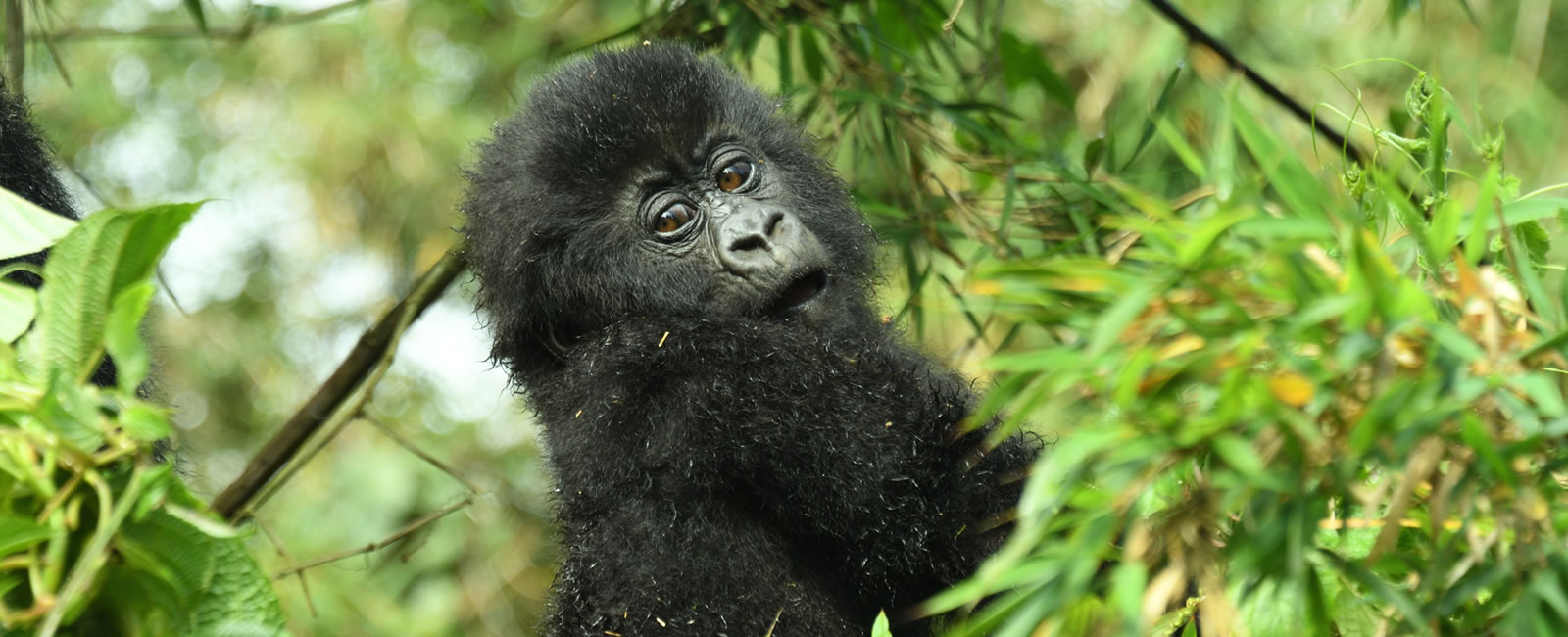 Baby Mountain gorilla trekking in Mgahinga Gorilla Park. 4-Day Gorillas and Wildlife Tour