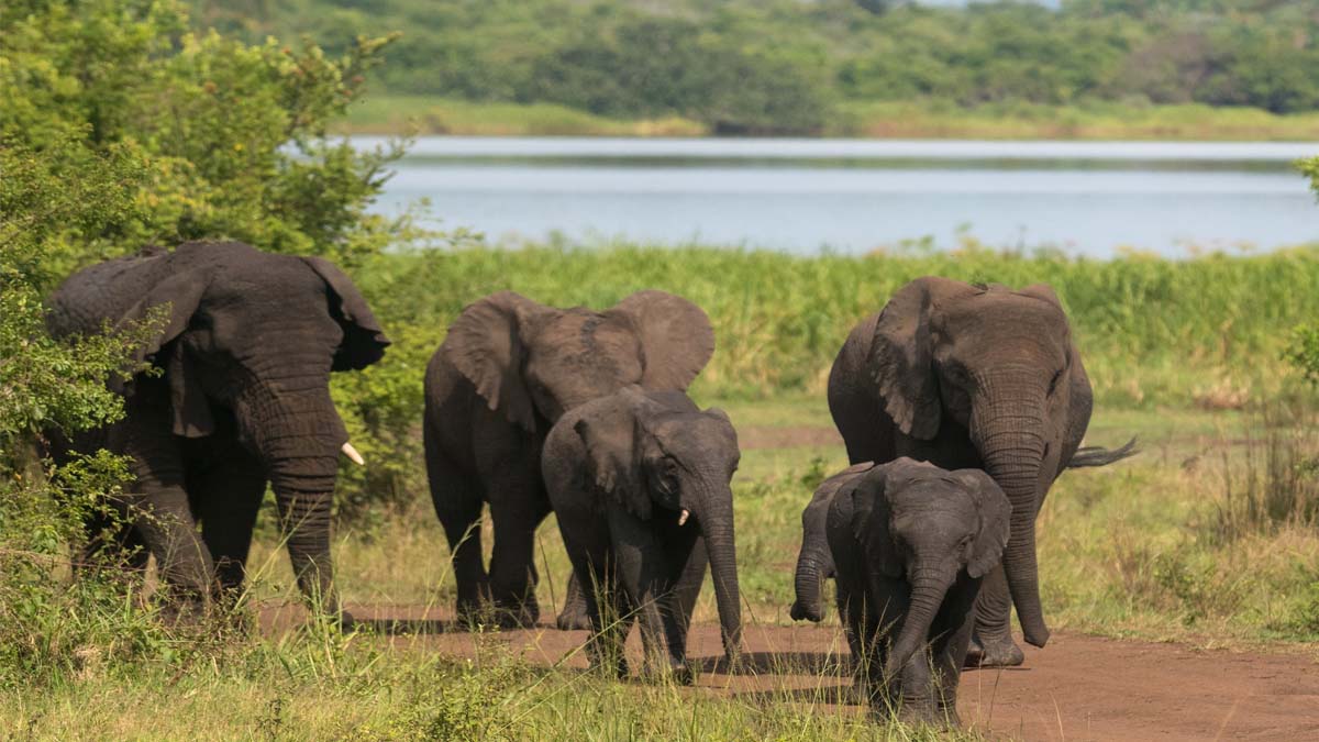 Elephants in Akagera National Park. 6-Day Rwanda Gorilla & Wildlife Safari