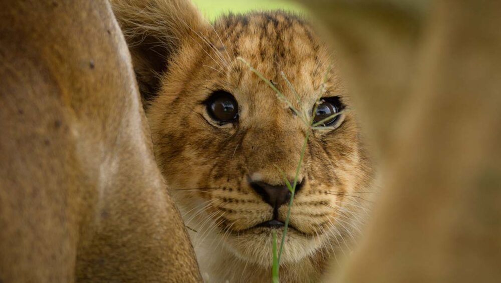 3-Day Masai Mara Tour. Courtesy Photo