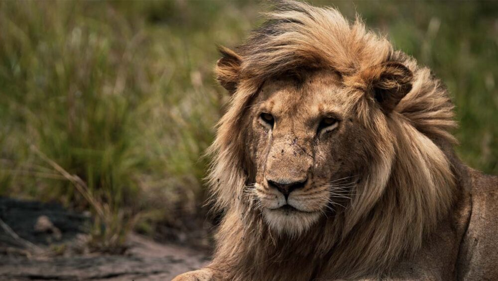 4-Day Masai Mara & Lake Nakuru Safari. Discovery Journeys