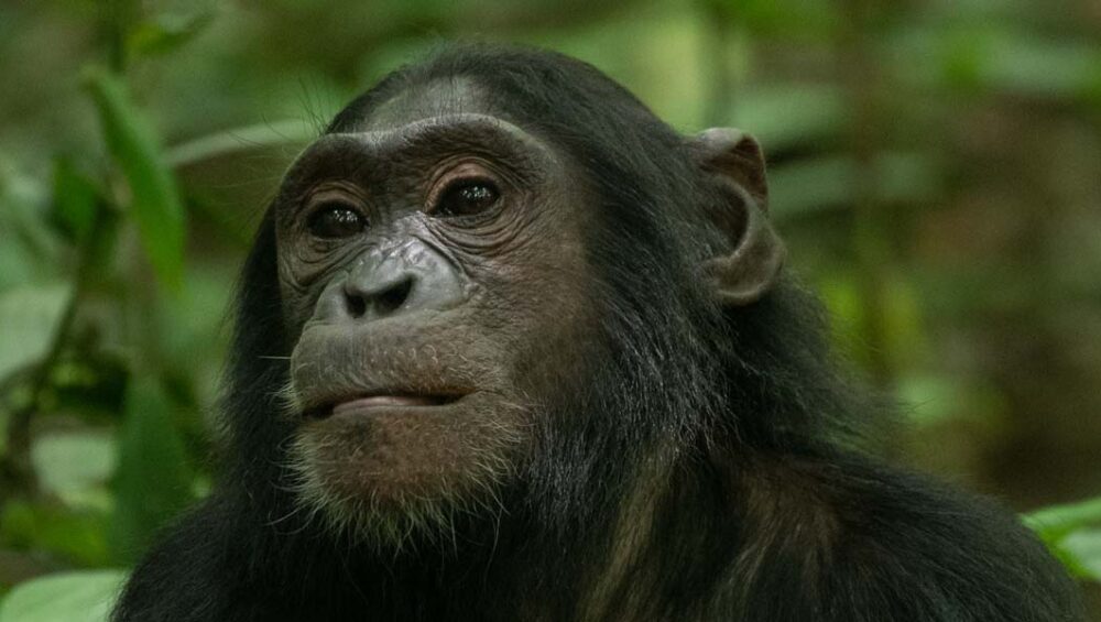 5-Day Uganda Primates Safari. Discovery Journeys