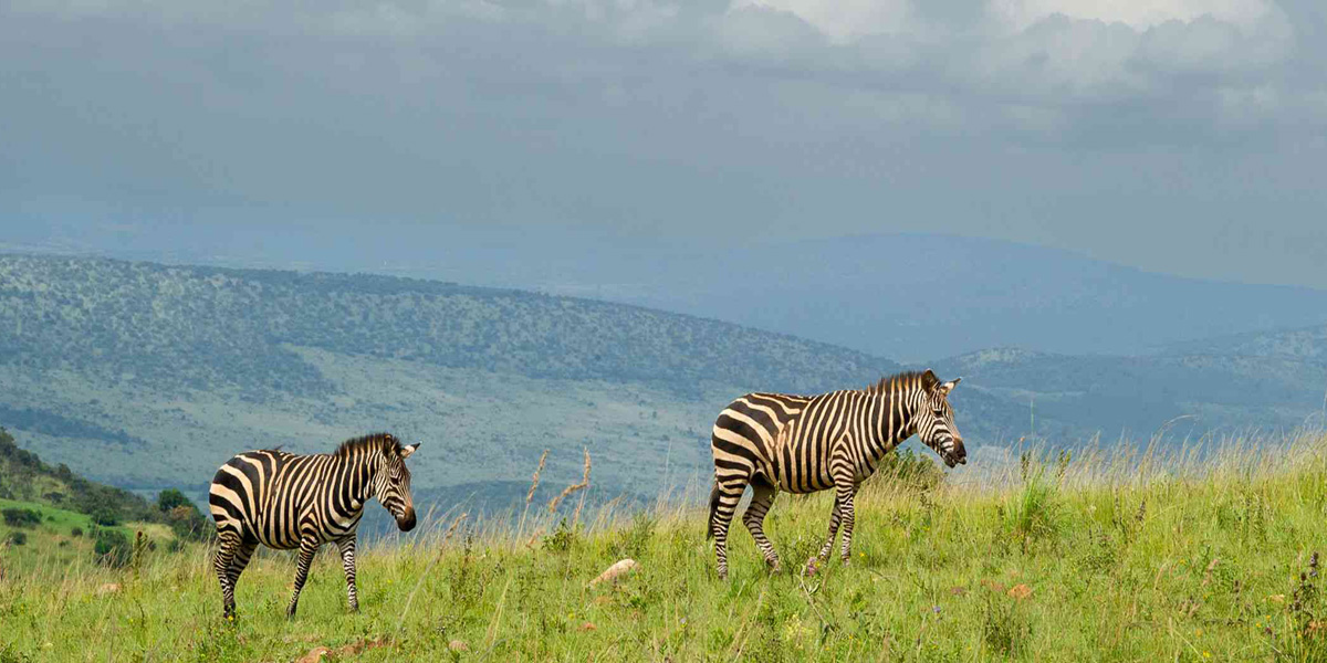 Akagera National Park Game drives. Discovery Journeys