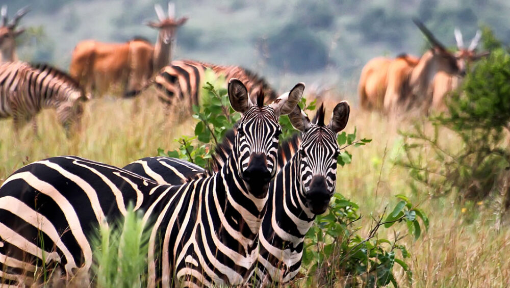 3 Days Akagera National Park