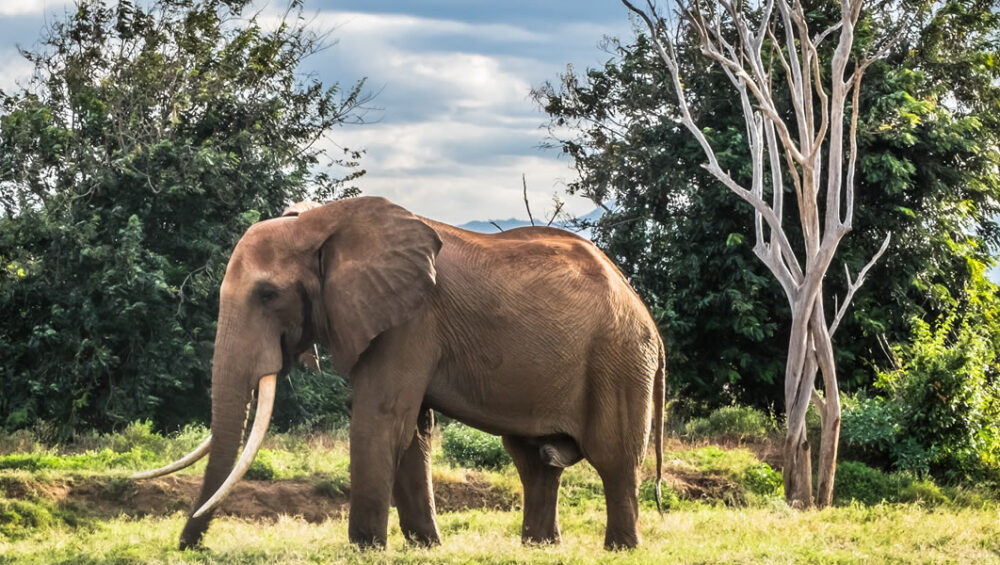 6 Days Magical Kenya. Amboseli National Park to Tsavo west National Park