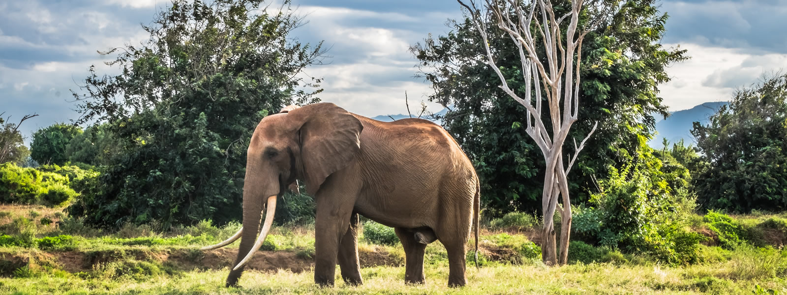 6 Days Magical Kenya. Amboseli National Park to Tsavo west National Park