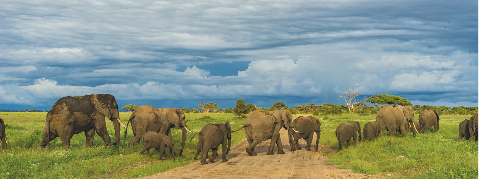 Amboseli National Park & Lake Naivasha. 6 Days Kenya wildlife safari