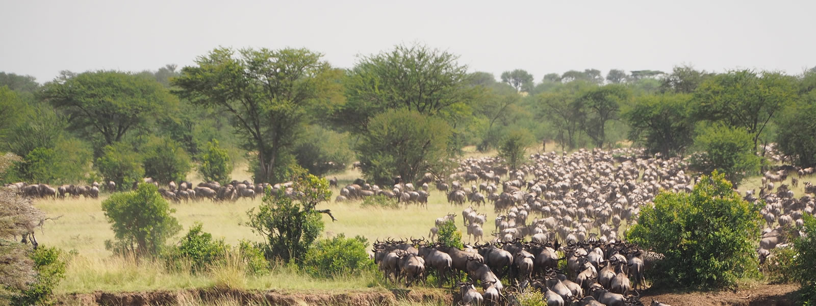 7 Days Kenya Wildlife. Amboseli National Park & Lake Naivasha