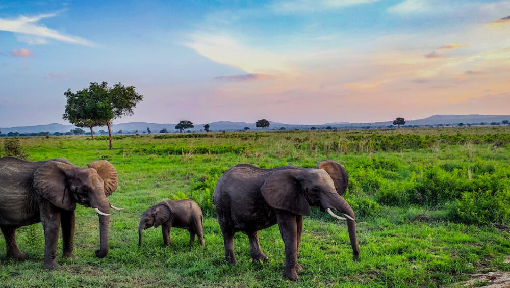 3 Days Amboseli Safari in Amboseli National Park Park