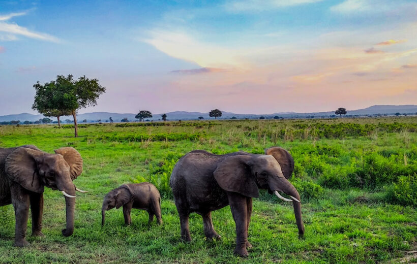 3-Day Amboseli Safari