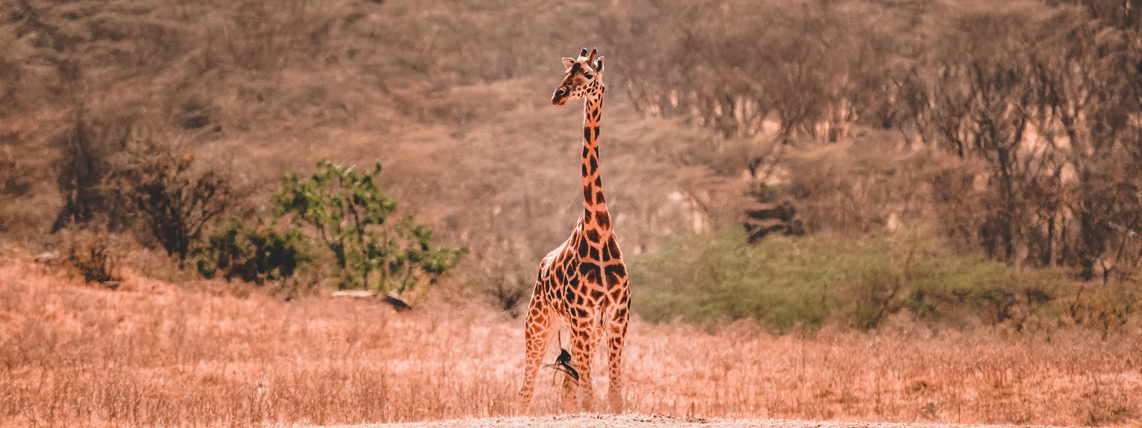 Amboseli National Park Safari giraffe