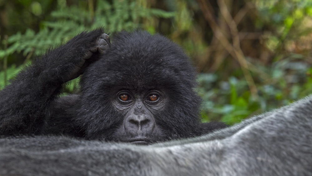 Mountain Gorillas in Volcanoes National Park on a 10 Days Rwanda Safari