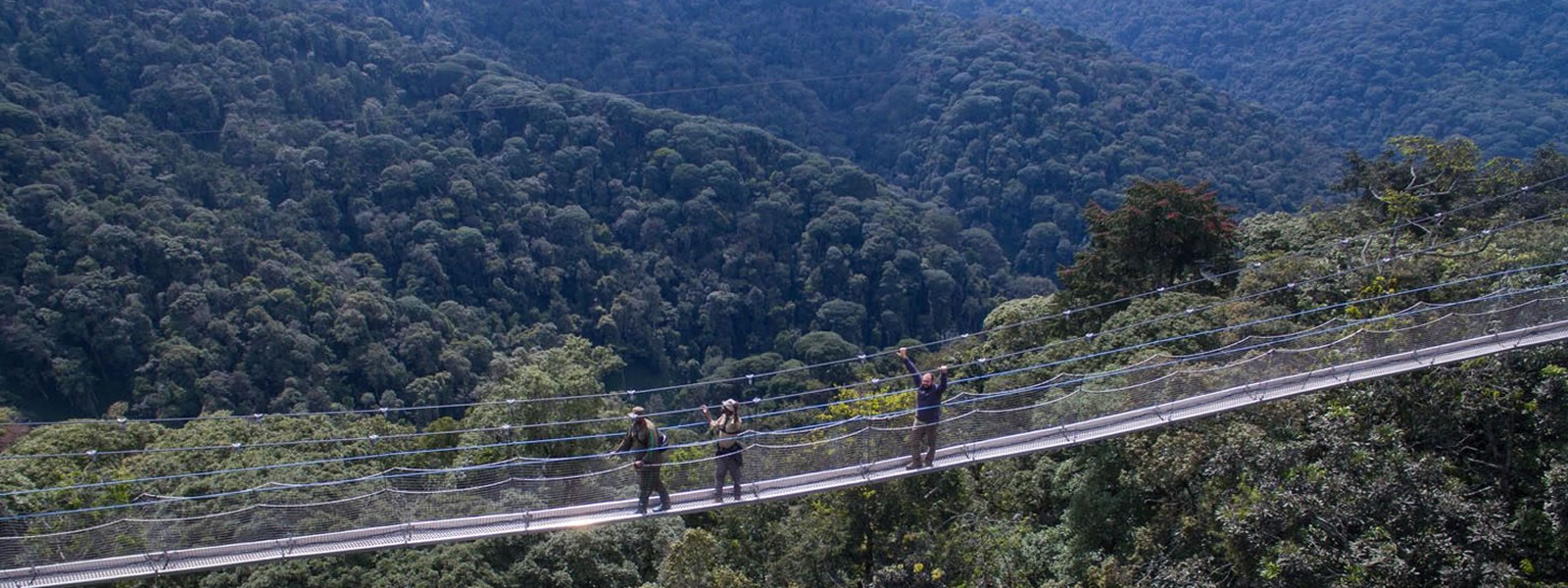 Canopy Walk on a 5 Days Rwanda Tour