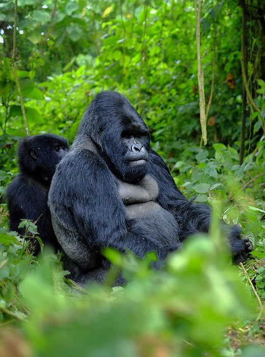 Eastern Lowland gorilla trekking is exclusive to Kahuzi Biega national park in Eastern Democratic Republic of Congo