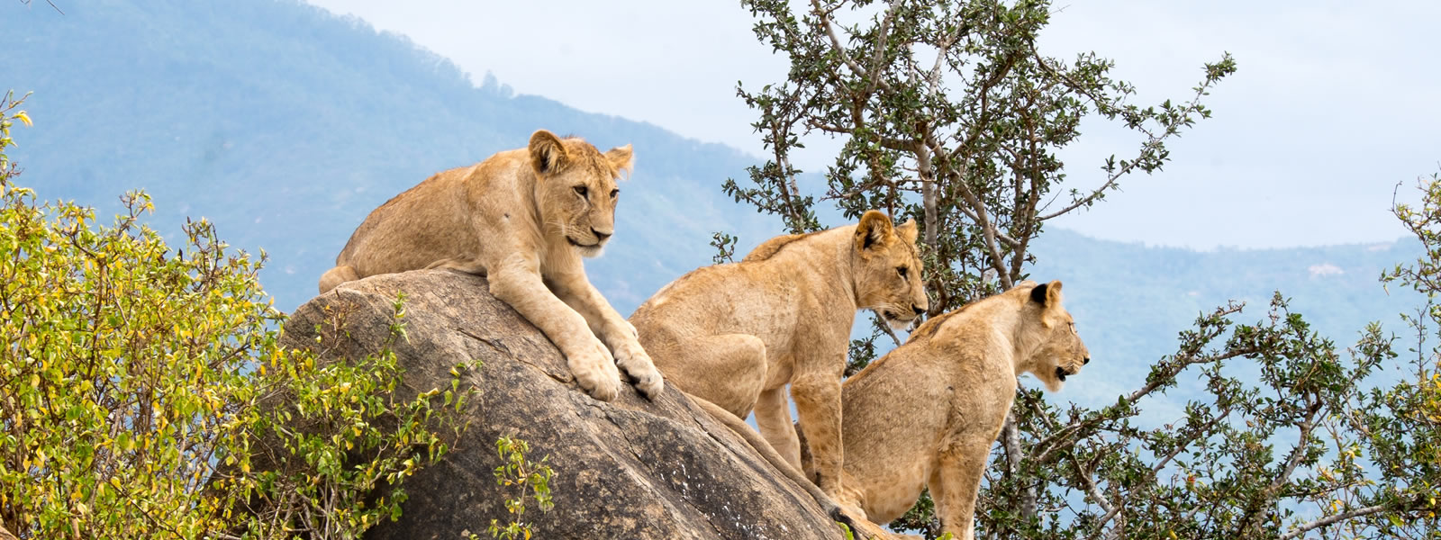 6 Days Best of Kenya Safari. Full Day Game Drives in Tsavo west National Park