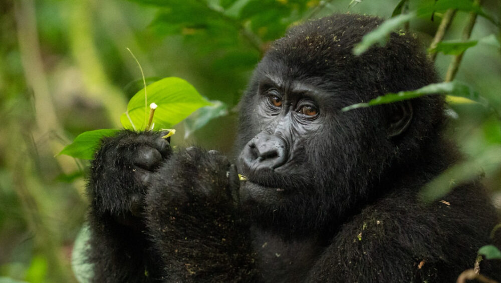 Mountain gorilla in Bwindi Impenetrable. 4 Days Uganda Tour, 3 Days Uganda gorilla tour.