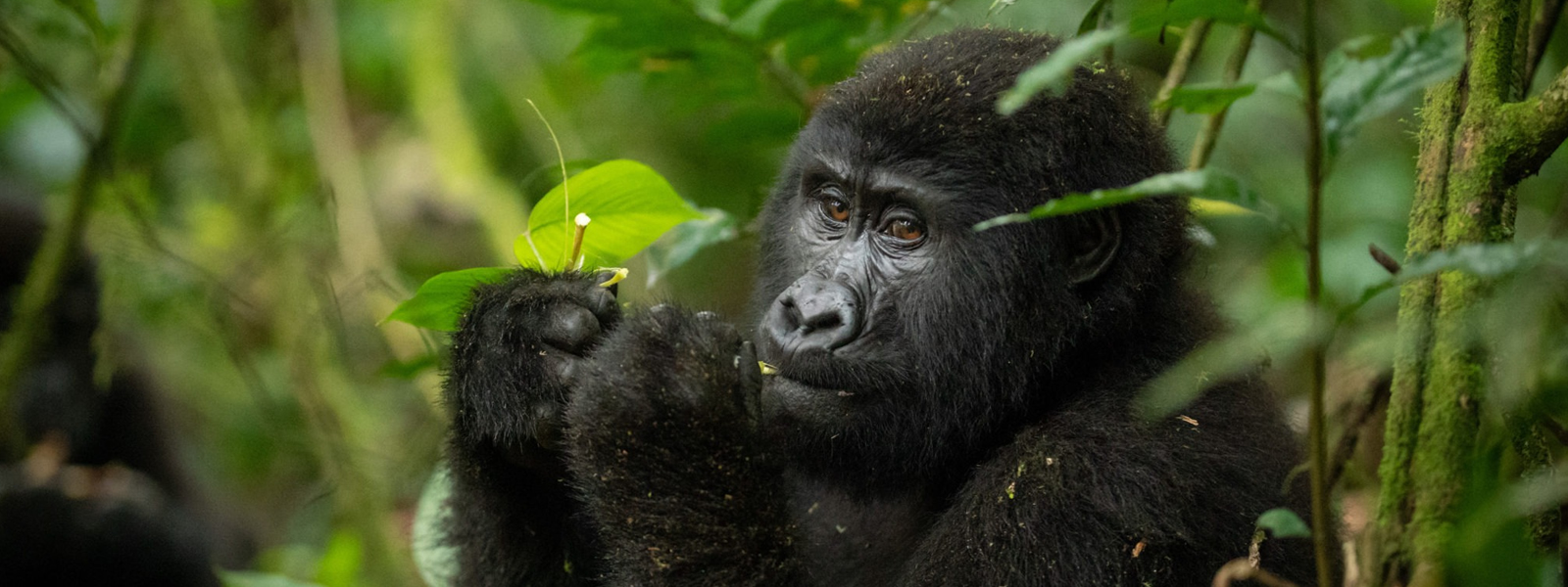 Mountain gorilla in Bwindi Impenetrable. 4 Days Uganda Tour, 3 Days Uganda gorilla tour.