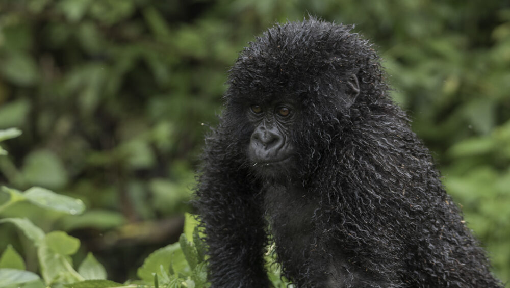 1-day Gorilla Tour. Discovery Journeys Rwanda