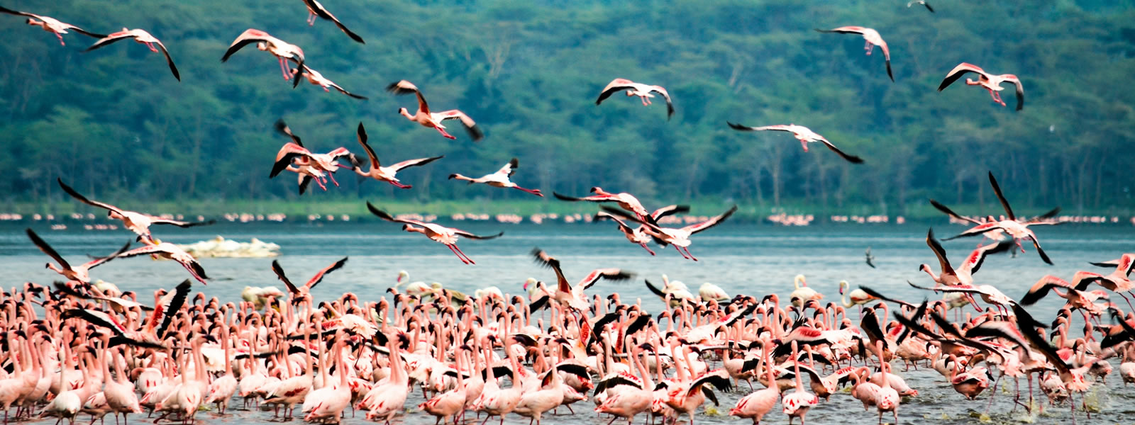 Flamingos at Lake Nakuru. 4 Days Masai Mara Safari