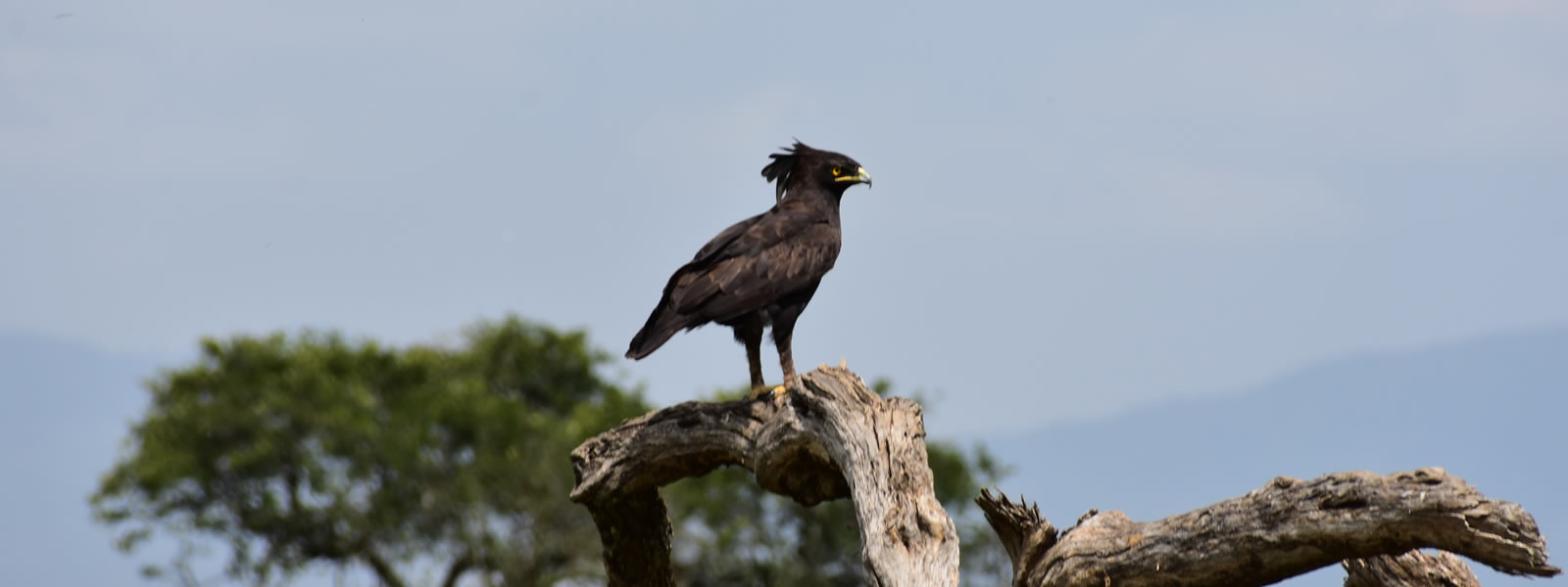 Birding Journeys at Lake Nakuru National Park