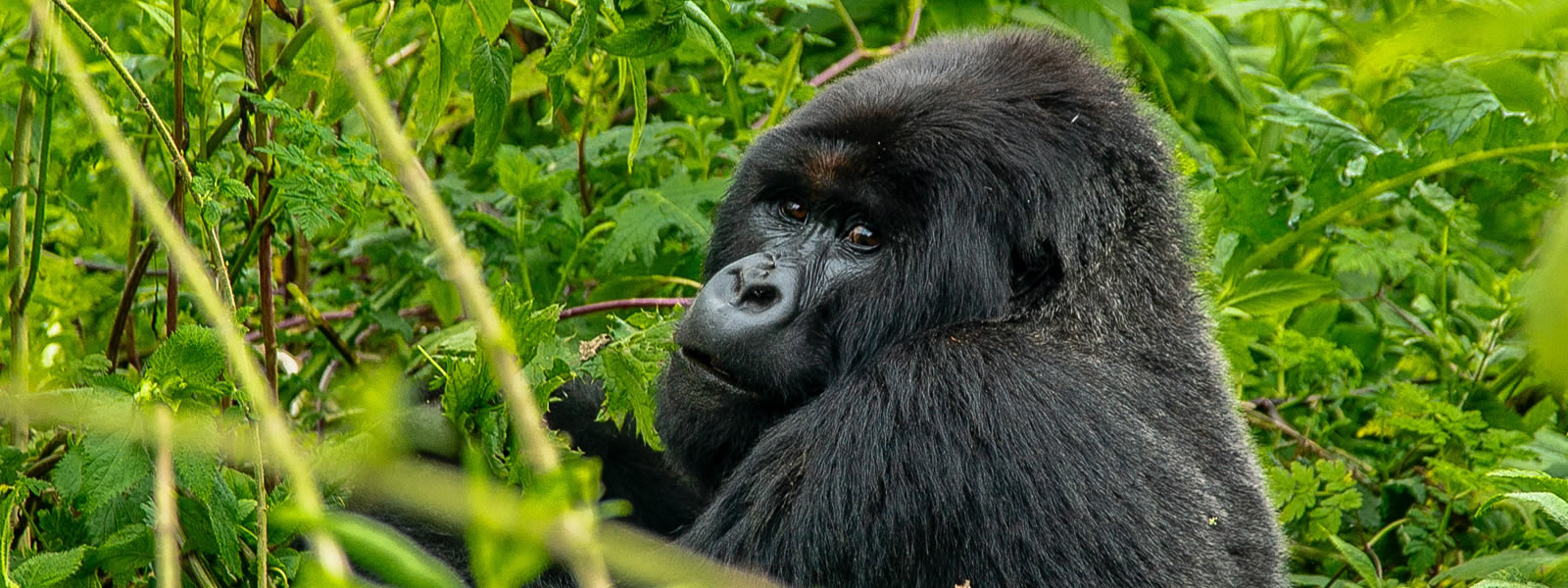 Eastern Lowland gorilla in Kahuzi Biega National Park. 6 Days Lowland Gorilla Tour.