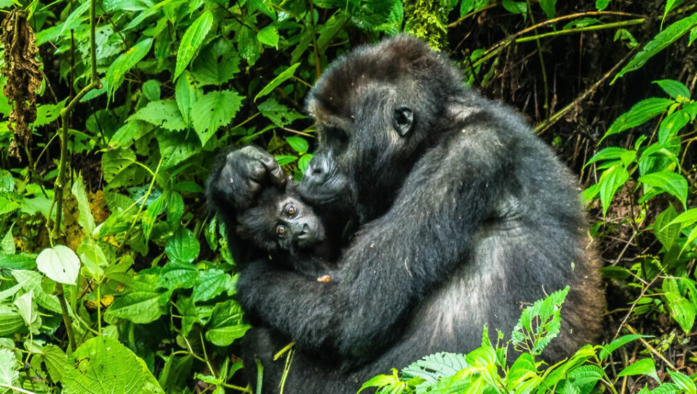 6 Days Lowland Gorilla Tour