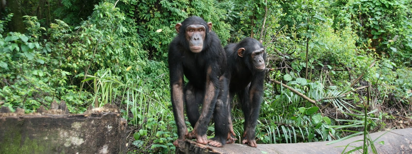 Chimpanzees at Lwiro Sanctuary