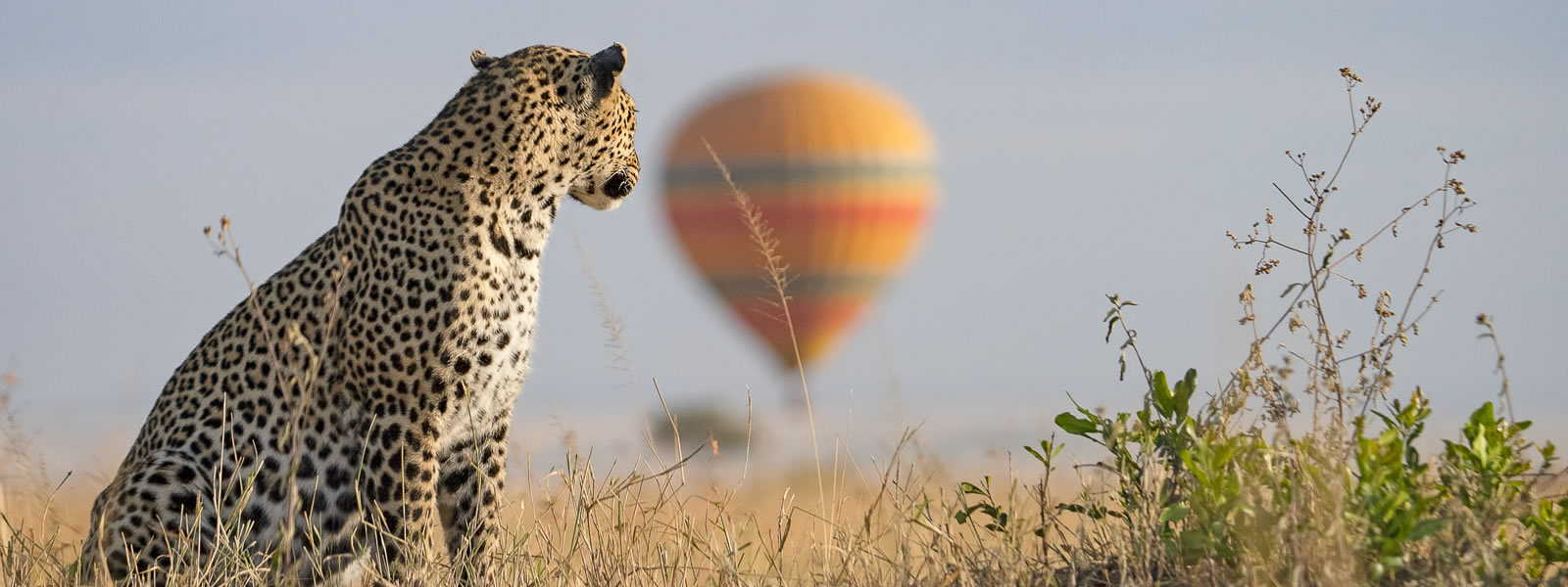 Masai Mara National Reserve balloon safaris. Kenya Safaris Discovery Journeys