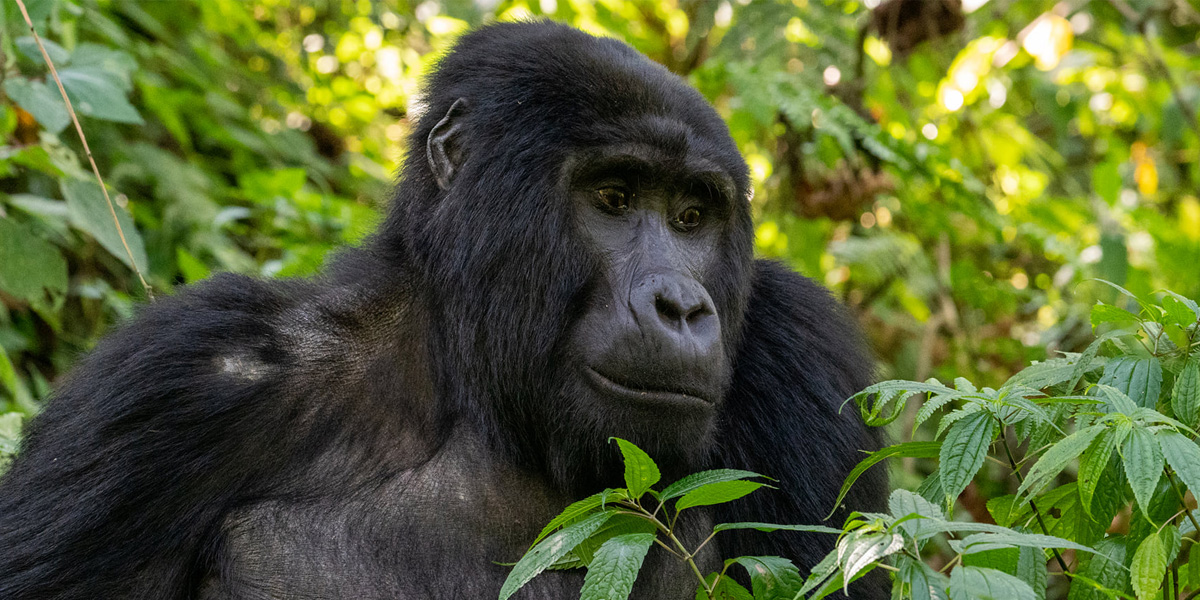 Mountain gorillas in Volcanoes National Park. Discovery Journeys