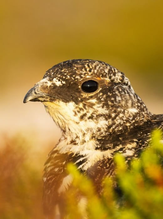 Discovery Birding Journeys.