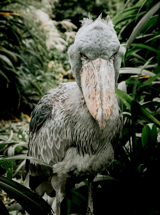 Shoebill Stork. Discovery Birding Journeys.