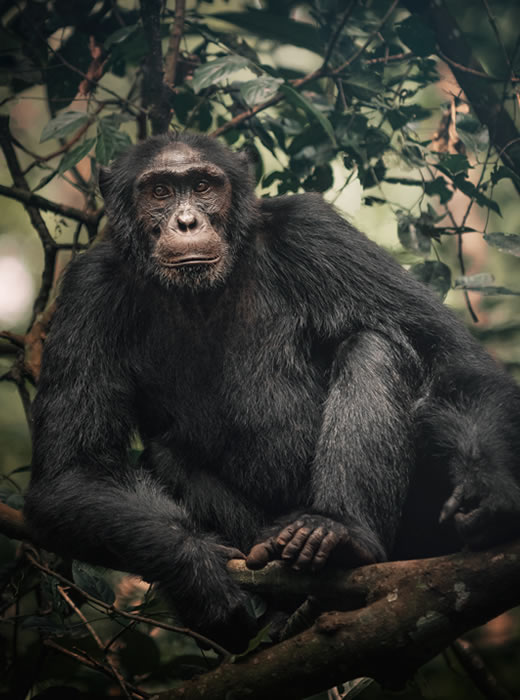 The Chimpanzee Habituation Experience. Discovery Journeys