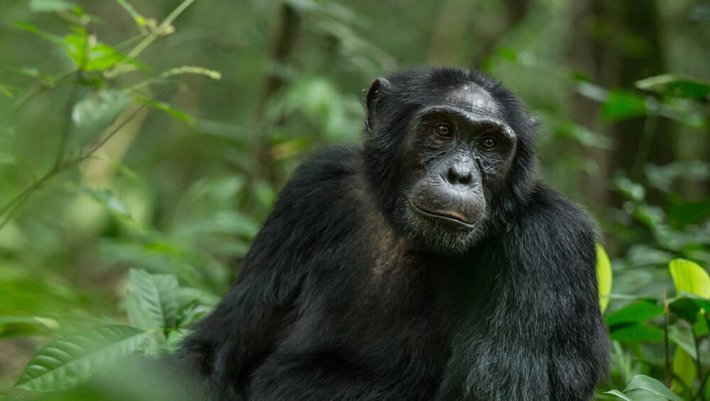 7-Day Uganda Wildlife Safari. Chimpanzee Trekking experiences. Discovery Journeys