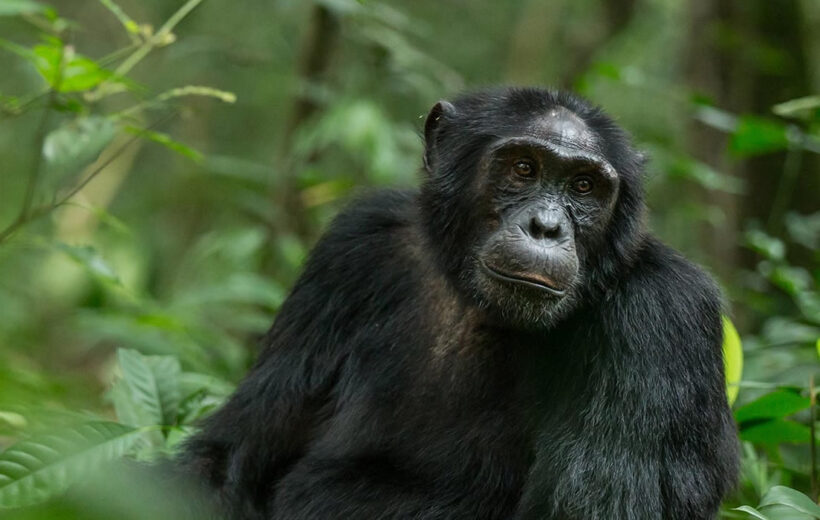 7 Days Uganda Wildlife and Primates Safari