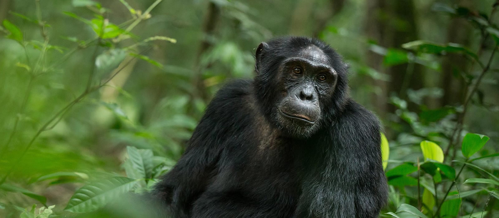 7-Day Uganda Wildlife Safari. Chimpanzee Trekking experiences. Discovery Journeys