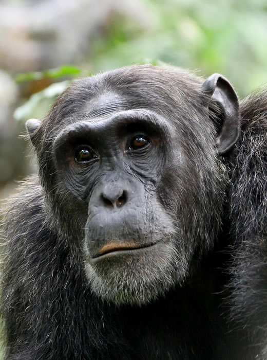 Chimpanzee Habituation Kibale Forest National Park. Discovery Journeys