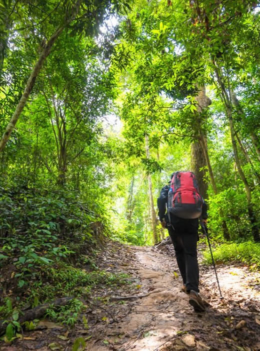 The Chimpanzee trekking kibale national park