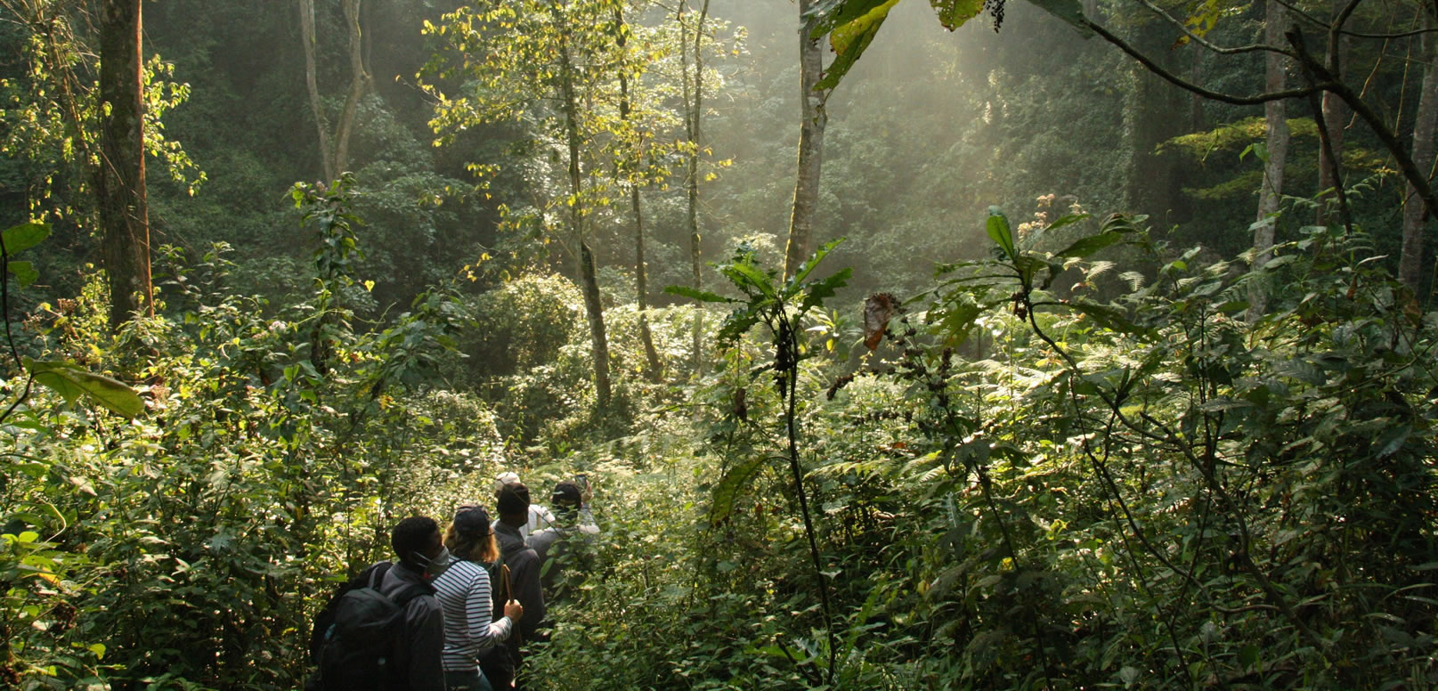 Mountain Gorilla Trekking Safari. Discovery Journeys