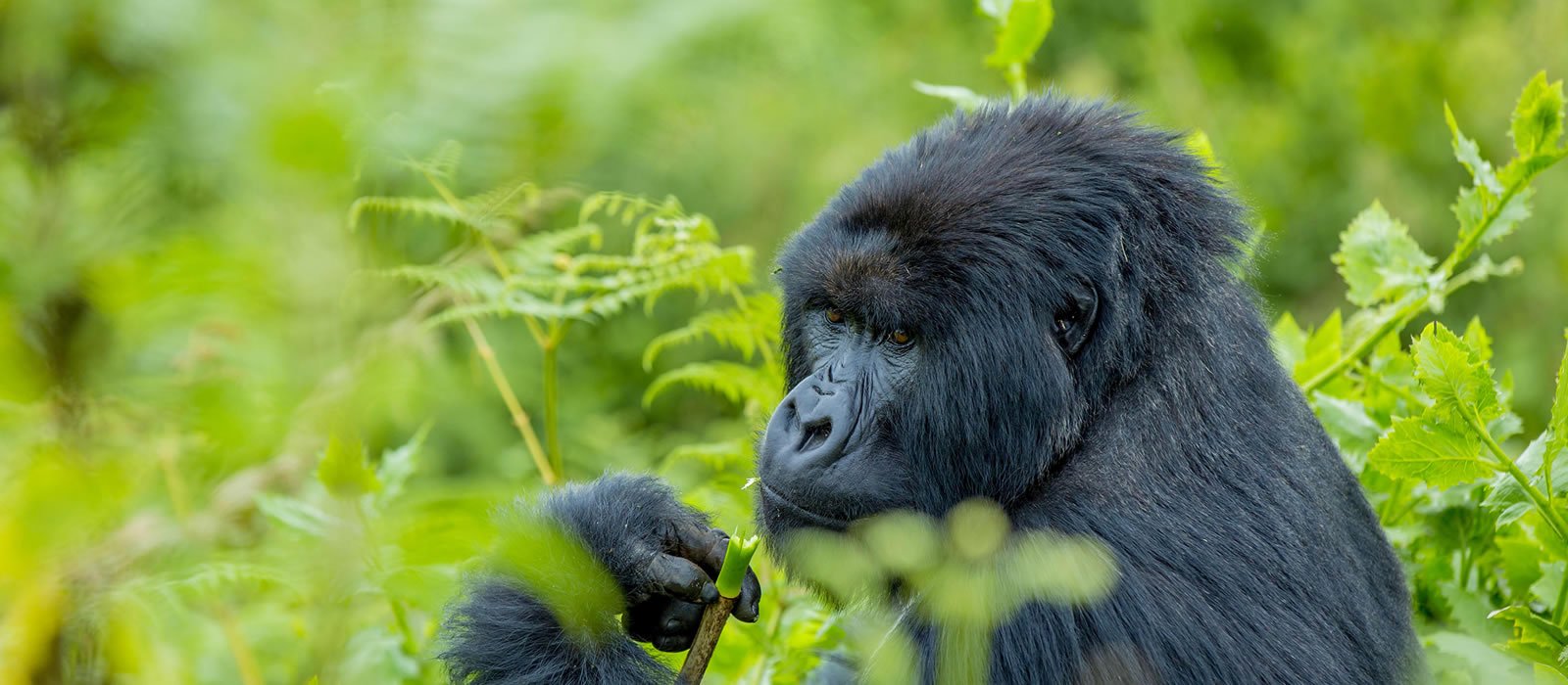 Uganda Gorilla Habituation