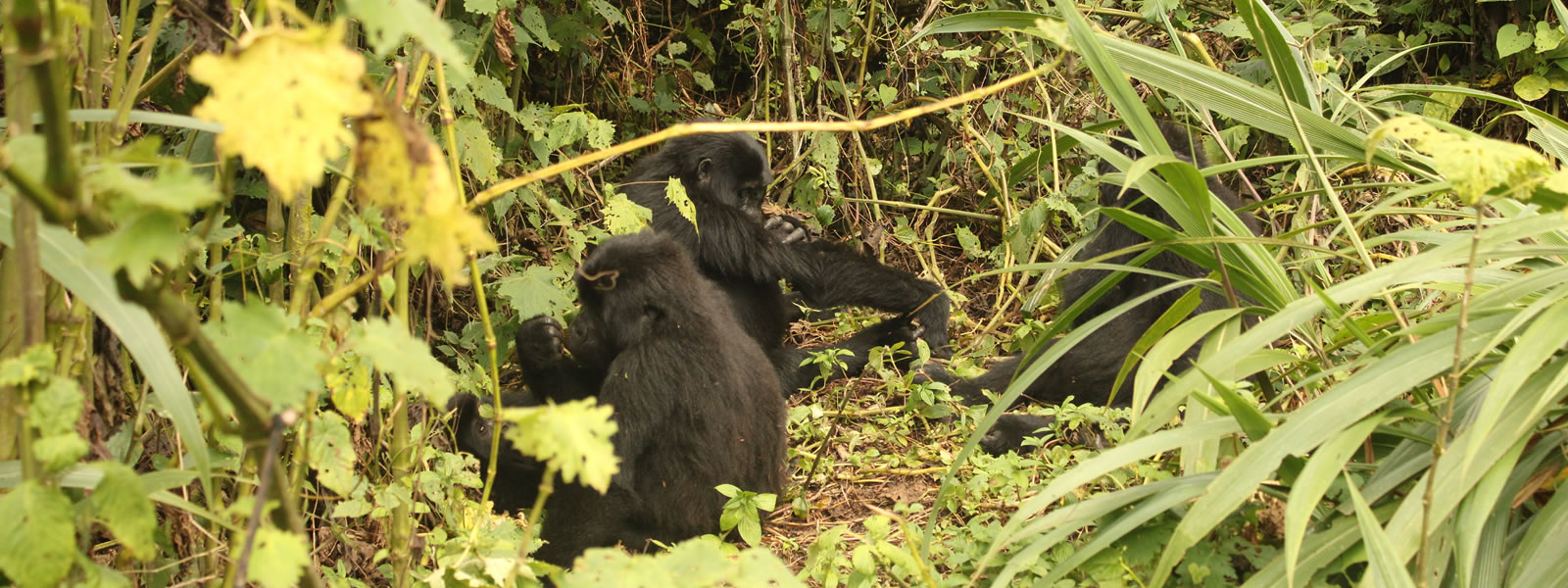 Mountain Gorillas in Bwindi Impenetrable Forest National. 5-day Uganda Primates Safari