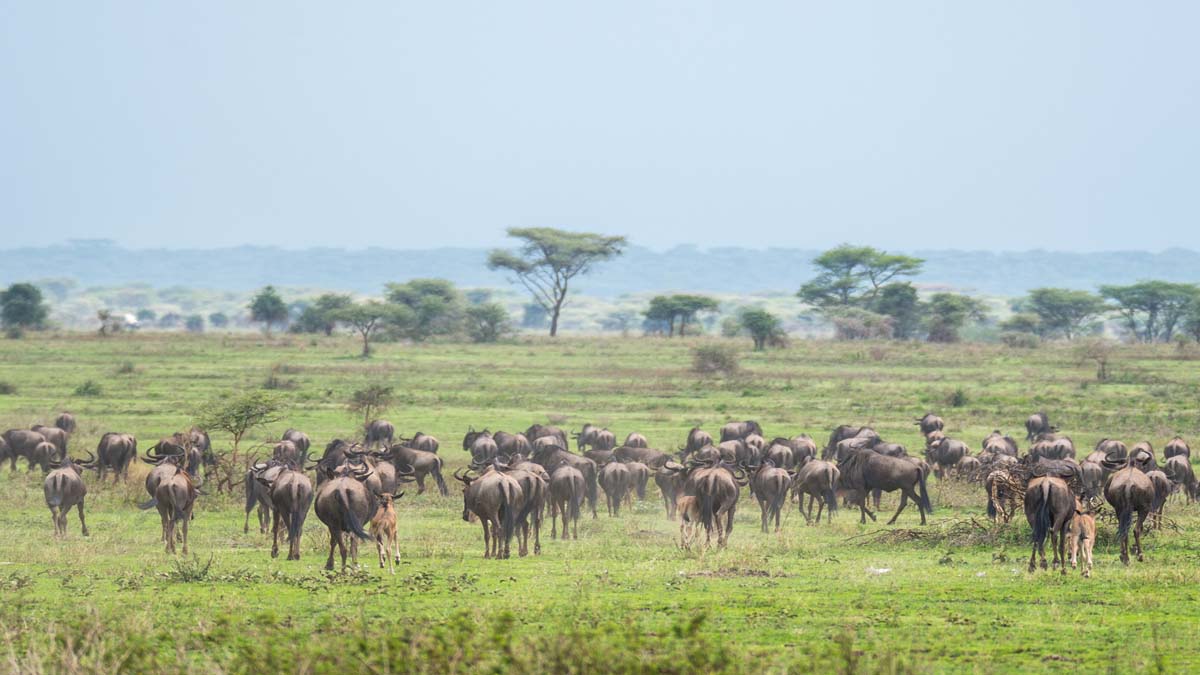 Serengeti Safari. Discovery Journeys