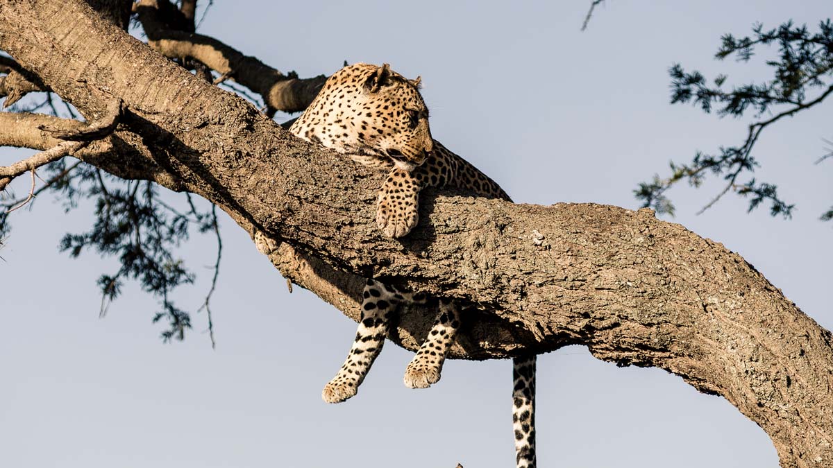 4-Day Serengeti Safari