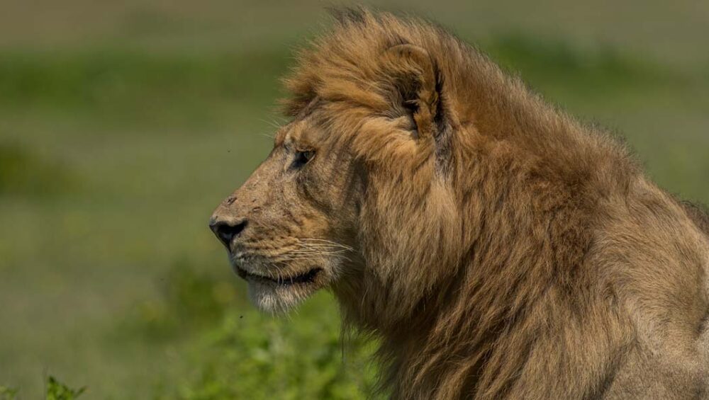 7-Day Tanzania Safari. Discovery Journeys