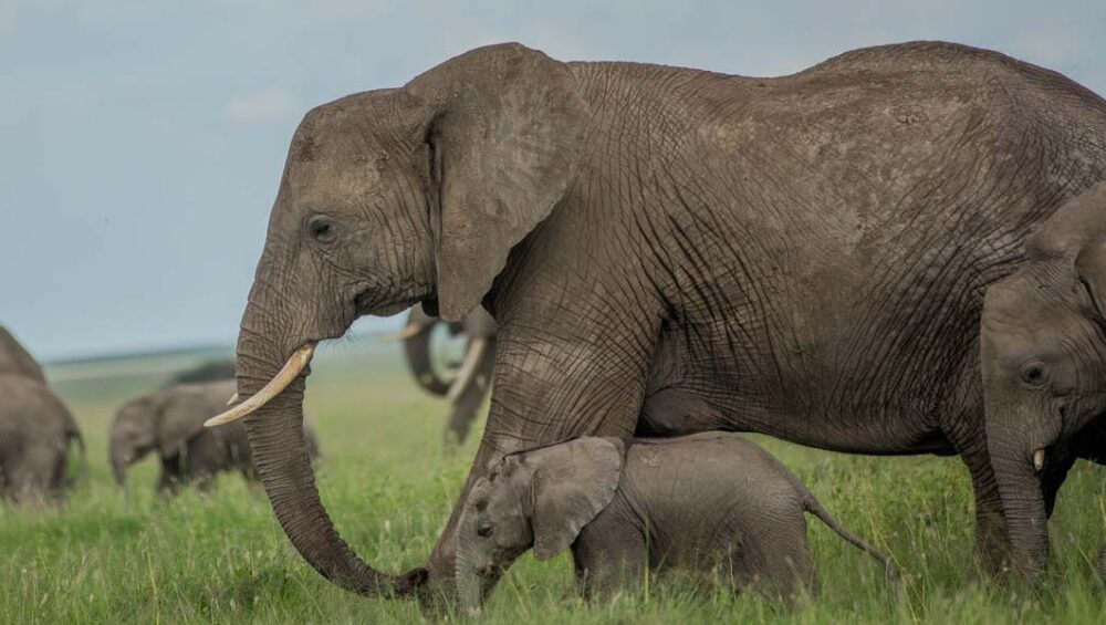 9-Day Tanzania Safari and Discovery Journeys Adventure