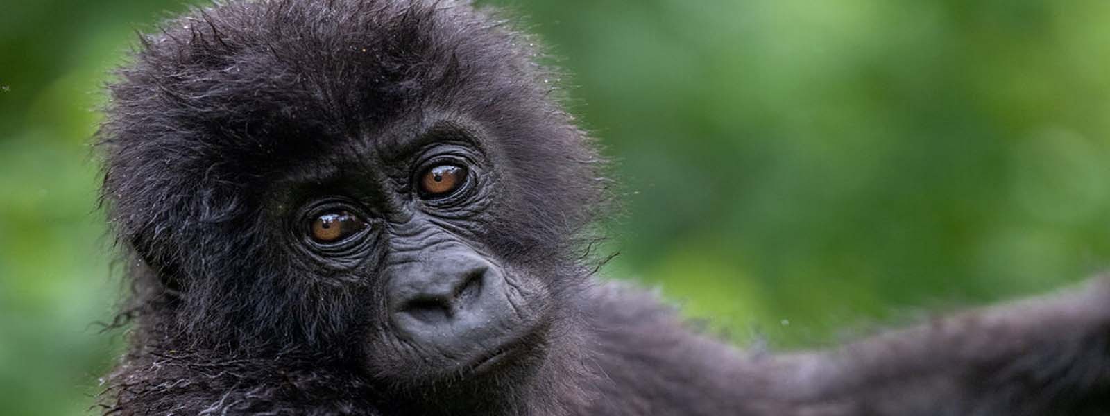 Baby Lowland Gorilla in Kahuzi Biega National Park. Discovery Journeys. 5 Days Lowland gorilla habituation Tour