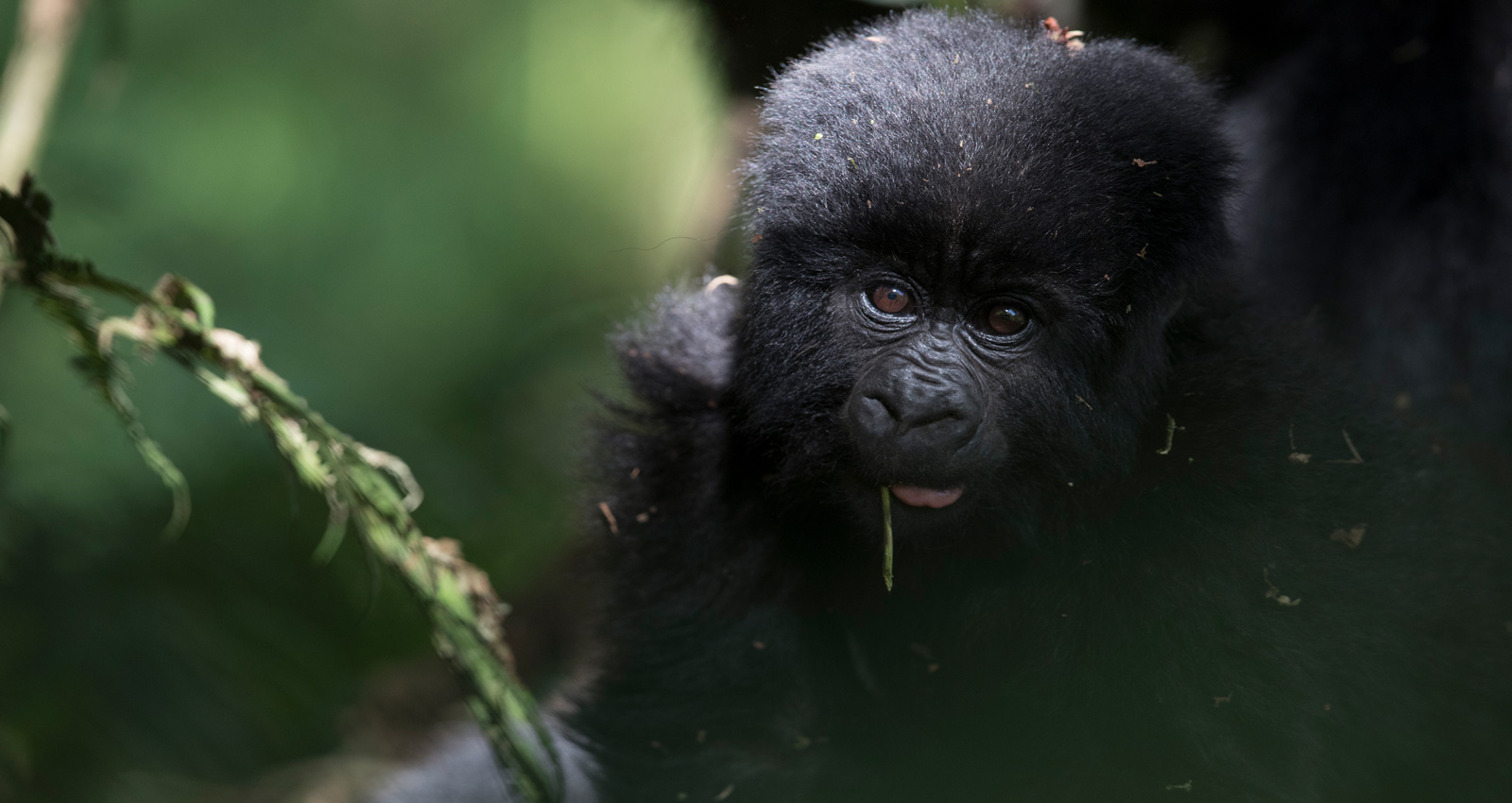 Mountain Gorilla in Mgahinga Gorilla Park