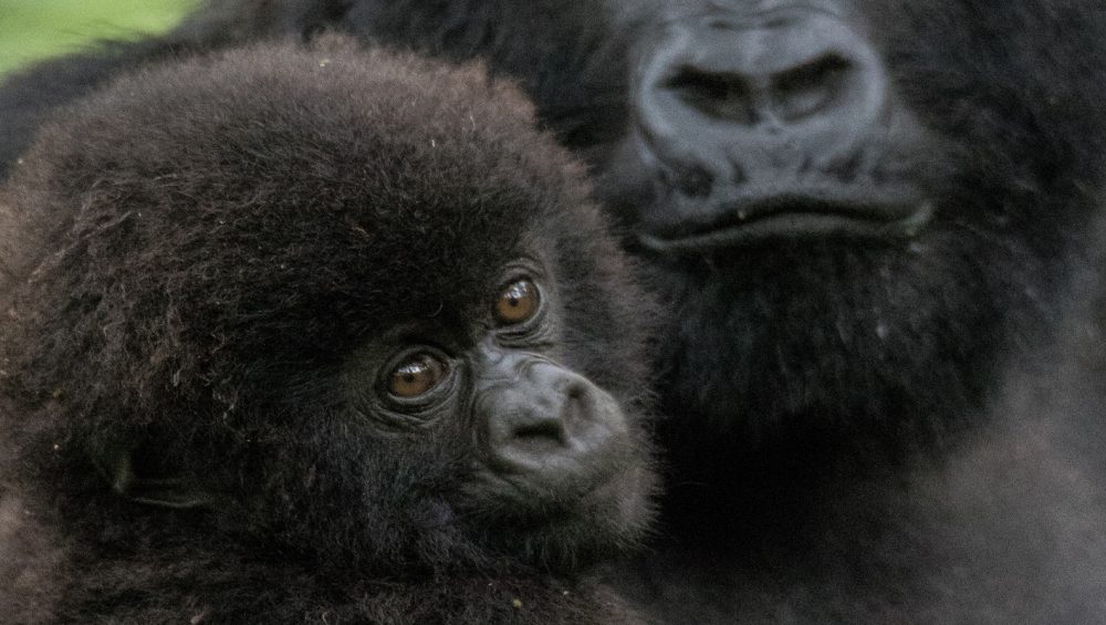 Baby Mountain Gorilla in Rwanda. 4 Days Rwanda Tour