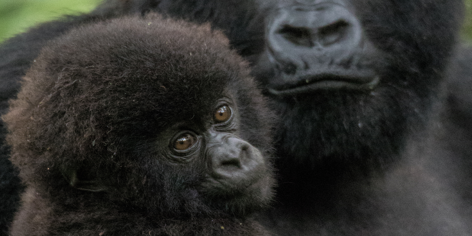Baby Mountain Gorilla in Rwanda. 4 Days Rwanda Tour